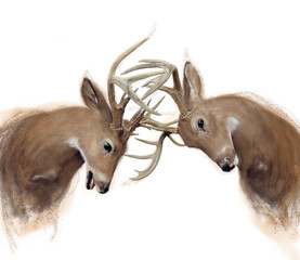 Watercolor of two Deer Buck on White