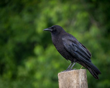 American Crow sitting on a fence post with selective focus and bokeh green background.