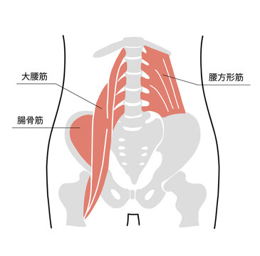 腰と骨盤の骨と周辺の主要筋肉のイラスト