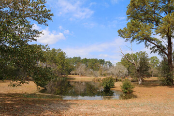 pond water backyard ranch forest land autumn fall season clear blue sky yard lake - obrazy, fototapety, plakaty