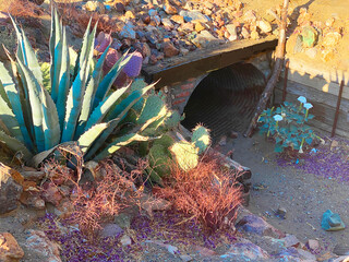 garden culvert drainage ditch water tunnel desert landscaping gardening succulents cactus dry arid - obrazy, fototapety, plakaty