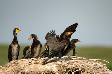 Great cormorant or Phalacrocorax carbo. Breeding colony