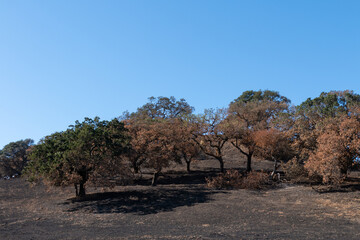 Wild Fire Burn. These oak trees and the grasslands around them burn in a recent wild fire. A blue...