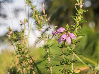 erica canaliculata plant with flowers blooming among the grass