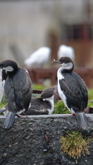 Antarctic shags (Leucocarbo bransfieldensis) perched on the old pier, at an old whaling station at Leith Harbor, South Georgia Island