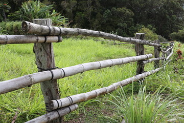 Fototapeta premium old bamboo fence 