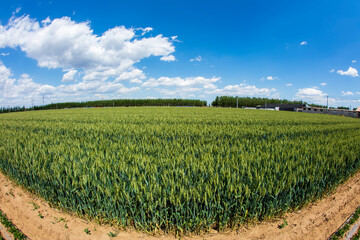 Wheat is growing in the field ,The wheat fields are under the blue sky and white clouds