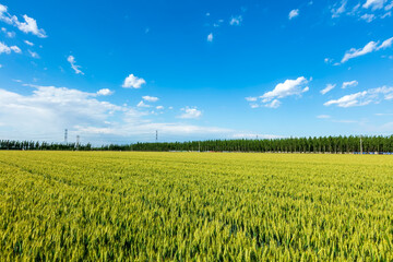 Wheat is growing in the field ,The wheat fields are under the blue sky and white clouds