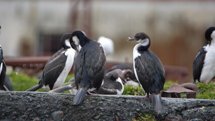 Antarctic shags (Leucocarbo bransfieldensis) perched on the old pier, preening, at an old whaling station at Leith Harbor, South Georgia Island