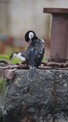Fototapeta premium Antarctic shag (Leucocarbo bransfieldensis) perched on the old pier, preening, at an old whaling station at Leith Harbor, South Georgia Island