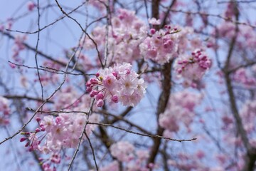 青空バックに見上げる淡いピンクのピンクの枝垂れ桜＠奈良