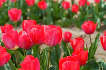 光を浴びて輝く満開の赤いチューリップ