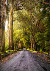 Fototapeta premium Camino recto de tierra en el bosque con arboles muy grandes a los costados con luz del sol en atardecer y hojas naranjas