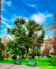 Árbol gigante frondoso y verde en un parque sin personas con un día celeste con nubes dispersas...