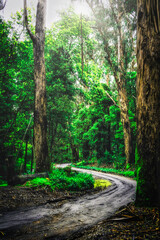 Camino curvo de tierra en el bosque verde con arboles muy grandes a los costados con luz de sol por...