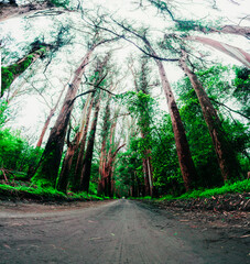 Camino recto de tierra en el bosque con arboles muy grandes a los costados con luz de sol en día...