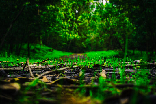 Fotografía macro del pasto entre ramas y hojas en el suelo con camino del bosque en el fondo