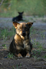 german shepherd dog