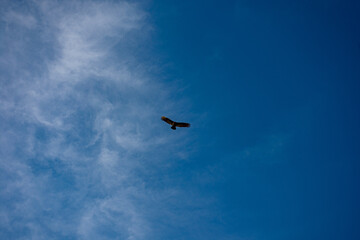 bird in the sky