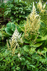 white astilbe in the garden