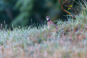 Male northern bobwhite (Colinus virginianus)