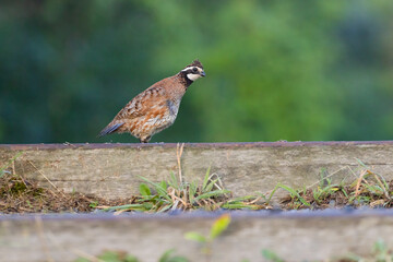 Male northern bobwhite (Colinus virginianus)