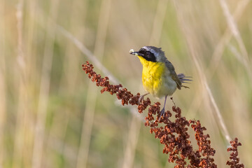 Male Common yellowthroat (Paruline masquée) with food for babies