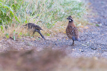 Male northern bobwhite (Colinus virginianus)