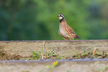Male northern bobwhite (Colinus virginianus)