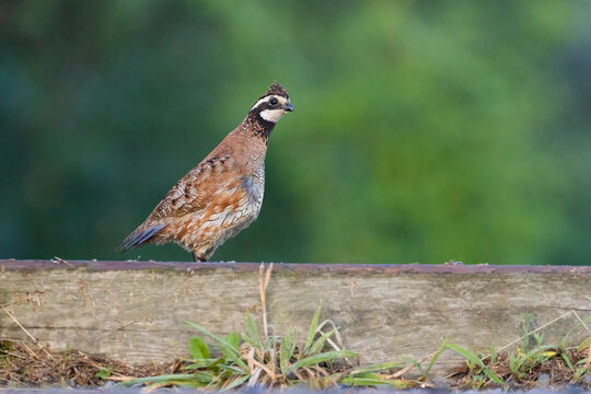 Male northern bobwhite (Colinus virginianus)