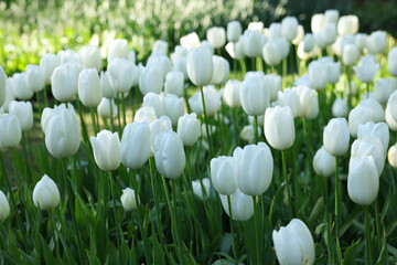 Many beautiful white tulip flowers growing outdoors, closeup. Spring season