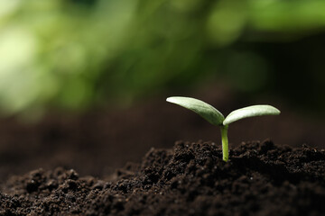 Young seedling growing in soil outdoors, closeup. Space for text