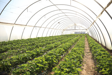 Rows of strawberry seedlings growing in greenhouse