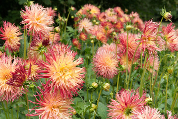 Bi-color Dahlia blossoms daylight garden