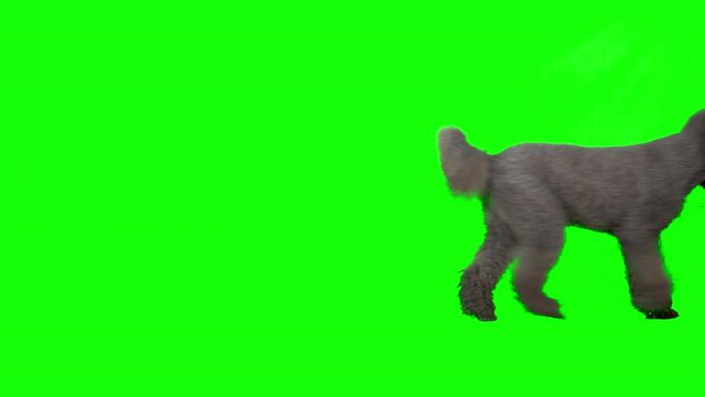 4K Standard Poodle on green screen isolated with chroma key, real shot. Dog slowly walking across the frame from left to right, stops and runs away, then runs back across the frame from right to left