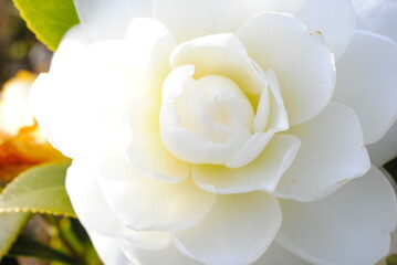 大きく咲く白椿