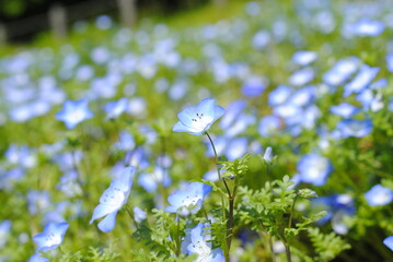 ネモフィラ畑で飛び出して咲く一輪のネモフィラ