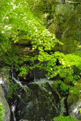 木々に囲まれた小さな滝