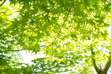 Obraz premium 陽の光で透けた青紅葉の葉