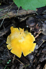 Golden chanterelle mushroom at Somme Woods in Northbrook, Illinois