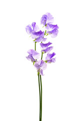 Naklejka premium スイートピー Lathyrus odoratus