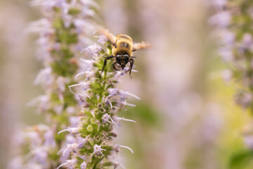 Honey bee draws nectar from tiny hyssop blooms and spreads pollen as it does so.  Shot in a garden in Toronto's Beaches neighbourhood in July. - Powered by Adobe