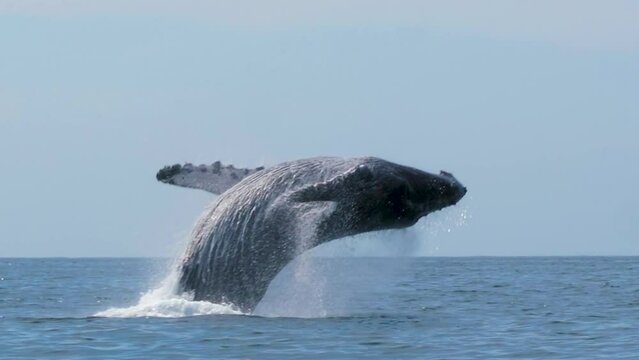 Epic Humpback Whale jumps out of the water in perfect picture frame close up