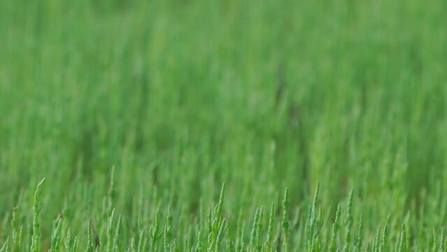 Field Of Green Salicornia Perennial Plants In Texel Island, Netherlands. Defocused