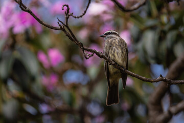 Variegated flycatcher (Empidonomus varius) on flowering blurred background.