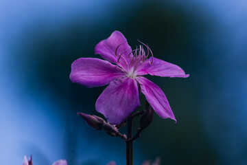 Fototapeta na wymiar Single flower of Tibouchina granulosa on blue background.