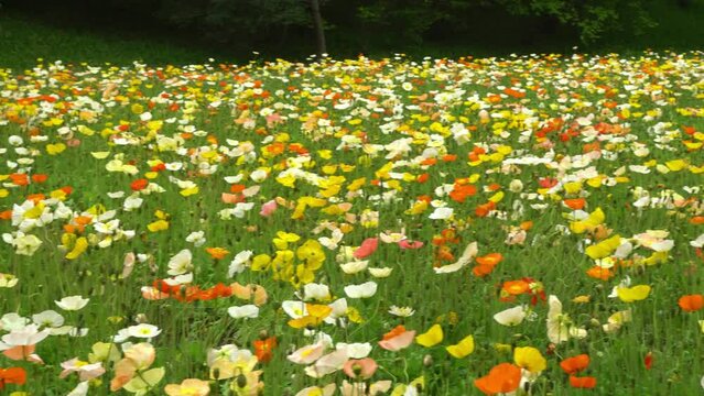 colorful poppy flower garden