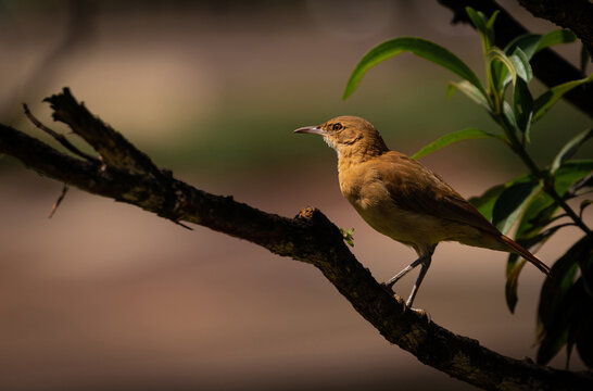 Peaceful bird portrait at golden hour. 
Red ovenbird also known as Rufous hornero (Furnarius rufus).