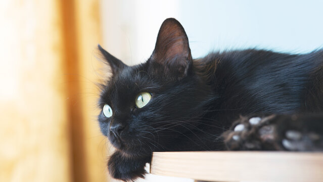 Beautiful black cat with green eyes lying on wooden floor