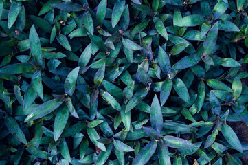 Background of green leaves. tropical leaves nature background